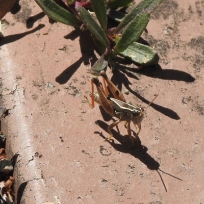 Phaulacridium vittatum (Wingless Grasshopper) at Aranda, ACT - 11 Feb 2021 by KMcCue