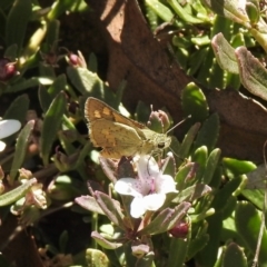 Ocybadistes walkeri (Green Grass-dart) at Aranda, ACT - 11 Feb 2021 by KMcCue