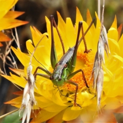 Chlorodectes montanus (Montane green shield back katydid) at Namadgi National Park - 11 Feb 2021 by JohnBundock