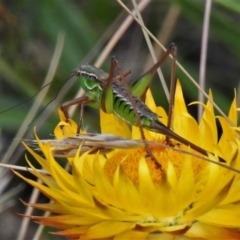 Chlorodectes montanus at Cotter River, ACT - 11 Feb 2021