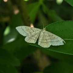 Scopula rubraria (Reddish Wave, Plantain Moth) at Hughes, ACT - 11 Feb 2021 by JackyF