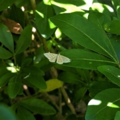 Scopula rubraria at Hughes, ACT - 11 Feb 2021 04:56 PM