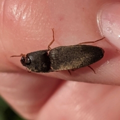 Monocrepidius (genus) (Click beetle) at Hughes, ACT - 11 Feb 2021 by JackyF