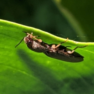 Monocrepidus sp. (genus) at Hughes, ACT - 11 Feb 2021