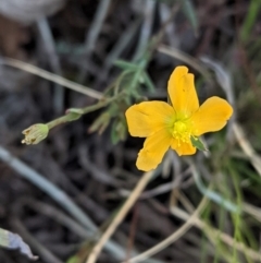 Hypericum gramineum (Small St Johns Wort) at Red Hill Nature Reserve - 11 Feb 2021 by JackyF