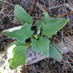 Cymbonotus sp. (preissianus or lawsonianus) (Bears Ears) at Hughes, ACT - 11 Feb 2021 by JackyF