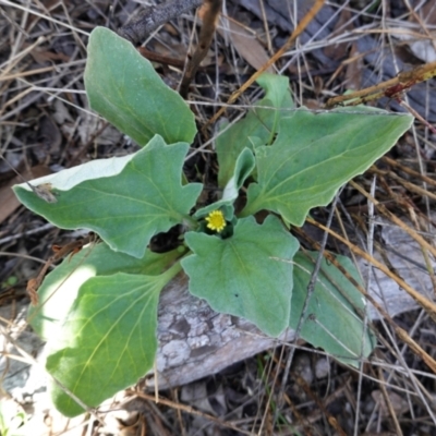 Cymbonotus sp. (preissianus or lawsonianus) (Bears Ears) at Hughes, ACT - 11 Feb 2021 by JackyF