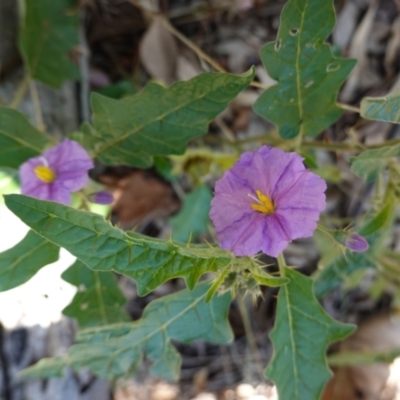 Solanum cinereum (Narrawa Burr) at Red Hill Nature Reserve - 11 Feb 2021 by JackyF