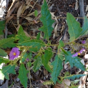 Solanum cinereum at Hughes, ACT - 11 Feb 2021