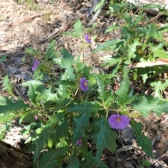 Solanum cinereum at Hughes, ACT - 11 Feb 2021 12:48 PM