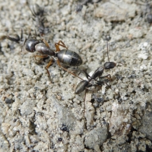 Camponotus nigroaeneus at Yass River, NSW - 9 Feb 2021