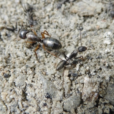 Camponotus nigroaeneus (Sugar ant) at Yass River, NSW - 9 Feb 2021 by SenexRugosus