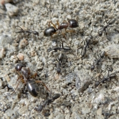 Camponotus nigroaeneus at Yass River, NSW - 9 Feb 2021 01:36 PM