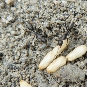 Camponotus nigroaeneus at Yass River, NSW - 9 Feb 2021