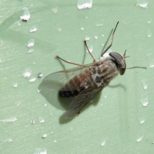 Dasybasis sp. (genus) at Yass River, NSW - 9 Feb 2021