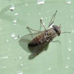 Dasybasis sp. (genus) (A march fly) at Yass River, NSW - 9 Feb 2021 by SenexRugosus