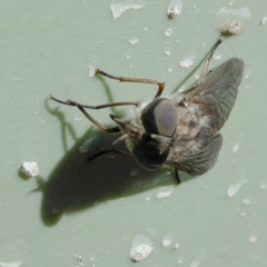 Dasybasis sp. (genus) at Yass River, NSW - 9 Feb 2021