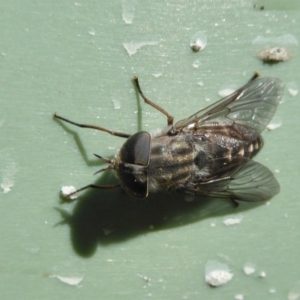 Dasybasis sp. (genus) at Yass River, NSW - 9 Feb 2021