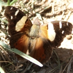 Vanessa itea (Yellow Admiral) at Murrumbateman, NSW - 11 Feb 2021 by davobj