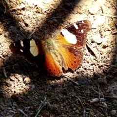 Vanessa itea at Murrumbateman, NSW - 11 Feb 2021 12:46 PM