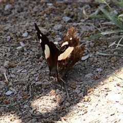 Vanessa itea at Murrumbateman, NSW - 11 Feb 2021 12:46 PM