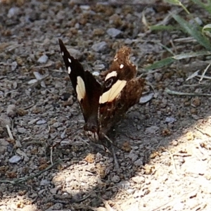 Vanessa itea at Murrumbateman, NSW - 11 Feb 2021 12:46 PM