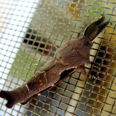 Pinara undescribed species near divisa at Crooked Corner, NSW - 23 Dec 2014 by Milly