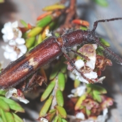 Phantissus variegatus (A longhorn beetle) at Kosciuszko National Park - 8 Feb 2021 by Harrisi