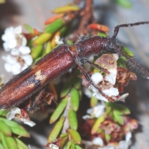 Phantissus variegatus at Kosciuszko National Park, NSW - 8 Feb 2021