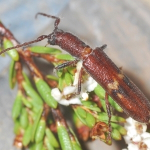 Phantissus variegatus at Kosciuszko National Park, NSW - 8 Feb 2021