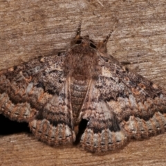 Eudesmeola lawsoni (Lawson's Night Moth) at Melba, ACT - 6 Feb 2021 by kasiaaus