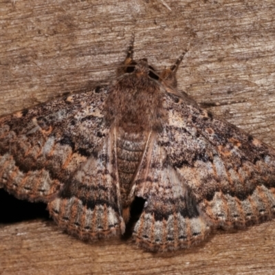 Eudesmeola lawsoni (Lawson's Night Moth) at Melba, ACT - 6 Feb 2021 by kasiaaus