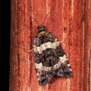 Asthenoptycha sphaltica and nearby species at Melba, ACT - 6 Feb 2021 11:14 PM