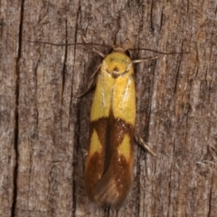 Stathmopoda crocophanes (Yellow Stathmopoda Moth) at Melba, ACT - 6 Feb 2021 by kasiaaus