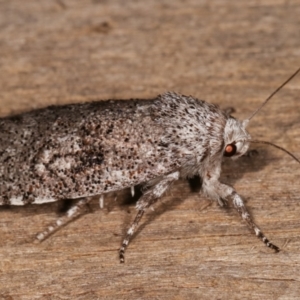 Cryptophasa irrorata at Melba, ACT - 6 Feb 2021