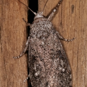 Cryptophasa irrorata at Melba, ACT - 6 Feb 2021 10:54 PM