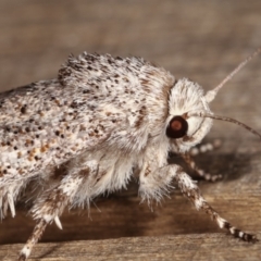 Cryptophasa irrorata at Melba, ACT - 6 Feb 2021