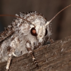 Cryptophasa irrorata at Melba, ACT - 6 Feb 2021