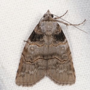 Calathusa sp nr dispila at Melba, ACT - 6 Feb 2021 11:00 PM