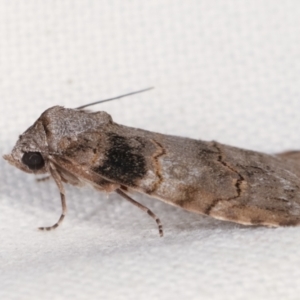 Calathusa sp nr dispila at Melba, ACT - 6 Feb 2021