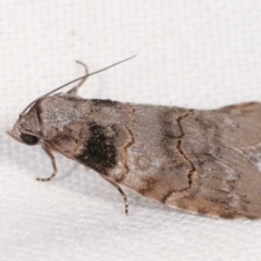 Calathusa sp nr dispila at Melba, ACT - 6 Feb 2021