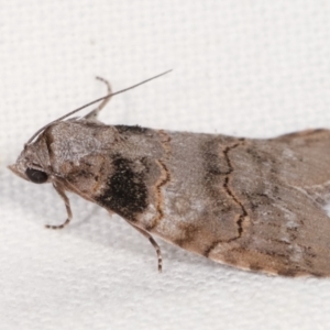 Calathusa sp nr dispila at Melba, ACT - 6 Feb 2021 11:00 PM