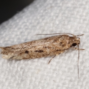 Blastobasis (genus) at Melba, ACT - 6 Feb 2021