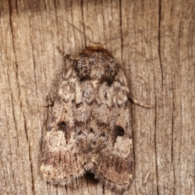 Thoracolopha verecunda (A Noctuid moth (Acronictinae)) at Melba, ACT - 6 Feb 2021 by kasiaaus