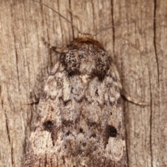 Thoracolopha verecunda at Melba, ACT - 6 Feb 2021