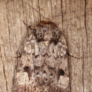 Thoracolopha verecunda at Melba, ACT - 6 Feb 2021 11:10 PM