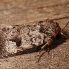 Thoracolopha verecunda at Melba, ACT - 6 Feb 2021