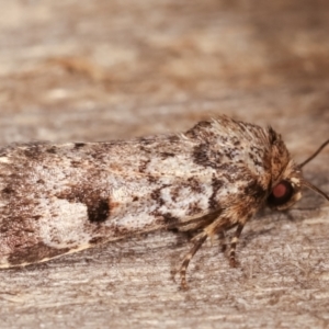 Thoracolopha verecunda at Melba, ACT - 6 Feb 2021