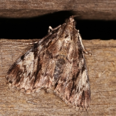 Salma cinerascens (A Pyralid moth) at Melba, ACT - 6 Feb 2021 by kasiaaus