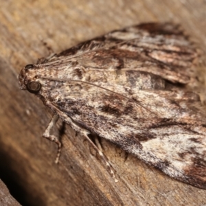 Salma cinerascens at Melba, ACT - 6 Feb 2021 11:12 PM